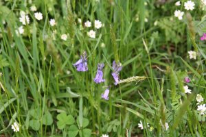 IMG_8223.jpeg